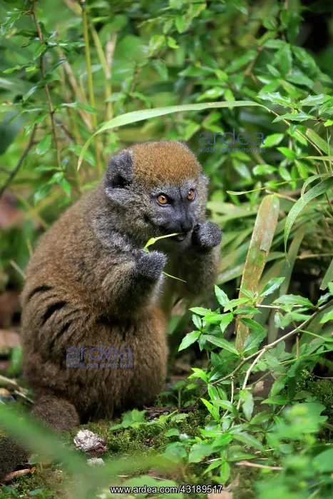  : Lac Alaotra bamboo lemur (Hapalemur alaotrensis)