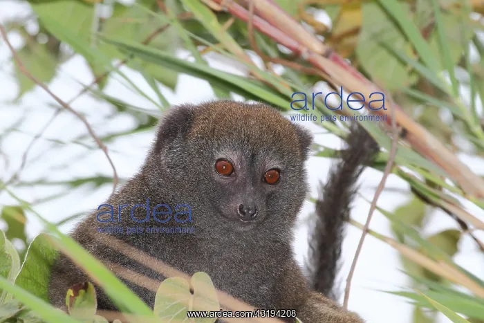 : Lac Alaotra bamboo lemur (Hapalemur alaotrensis) : Lac Alaotra bamboo lemur (Hapalemur alaotrensis)