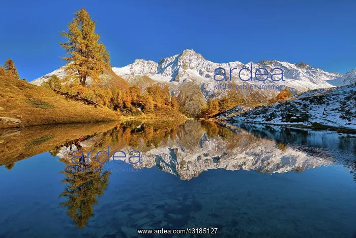 : Lac Bleu with autumn coloured larch, reflection : Lac Bleu with autumn coloured larch, reflection