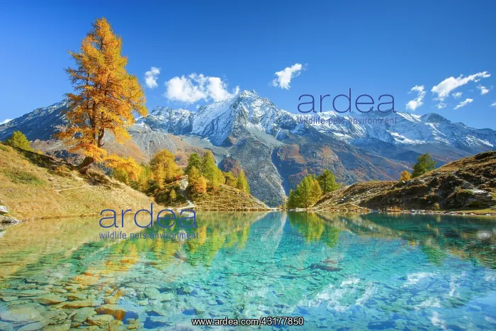 : Lac Bleu, Dent de Perroc, Aiguille de la Tsa, Valais : Lac Bleu, Dent de Perroc, Aiguille de la Tsa, Valais