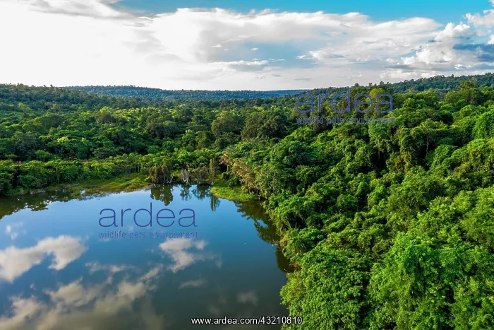 : Lac Ravelobe surrounded by dense rainforest, Ankarafantsika : Lac Ravelobe surrounded by dense rainforest, Ankarafantsika