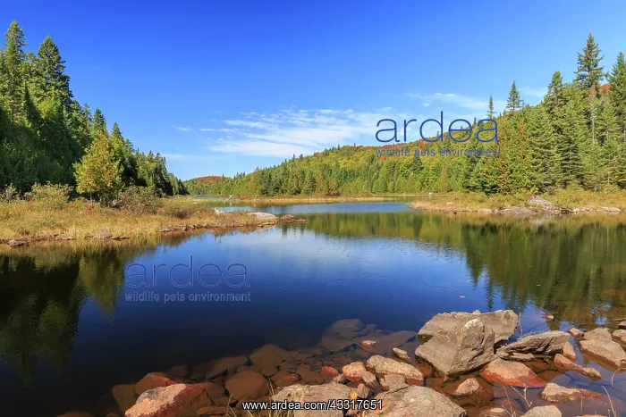 : Lac Rossi, water reflection, Mont Tremblant National : Lac Rossi, water reflection, Mont Tremblant National