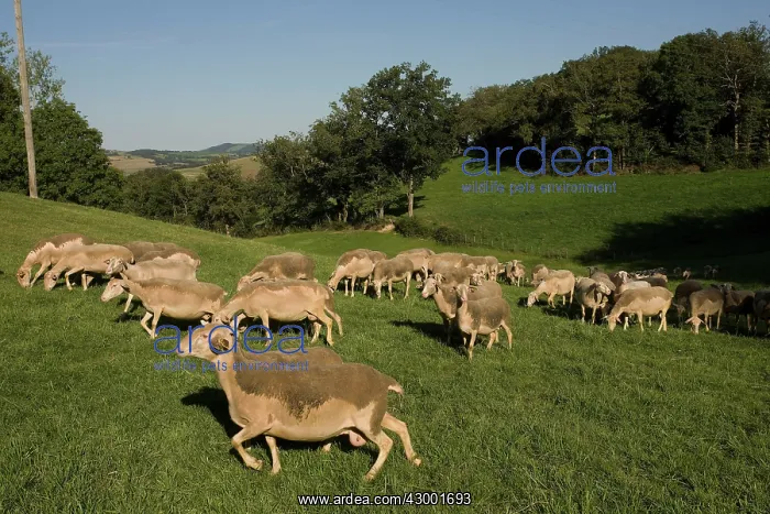  : Lacaune Sheep
