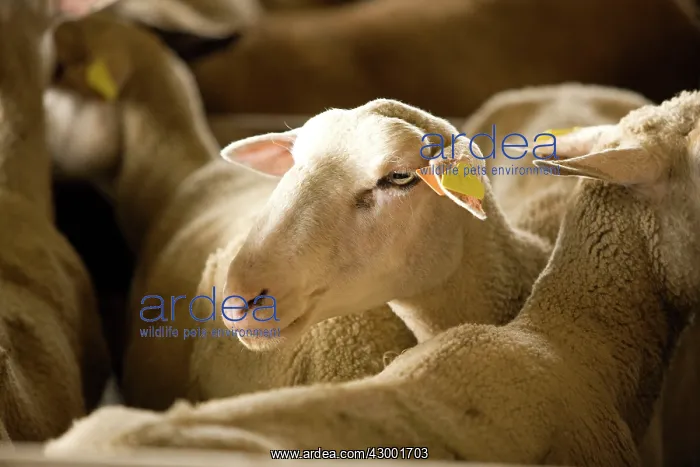  : Lacaune Sheep