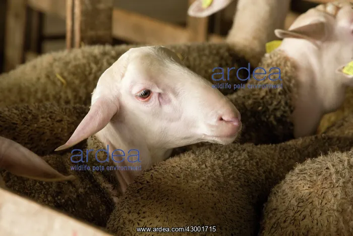  : Lacaune Sheep