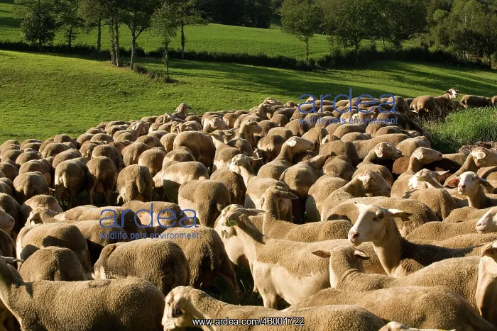  : Lacaune Sheep