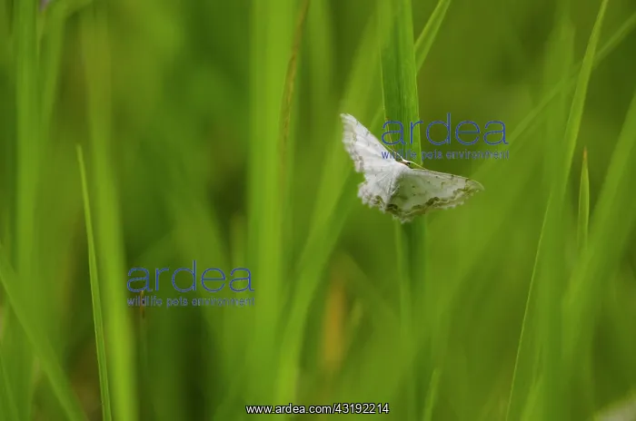 : Lace border (Scopula ornata) - Bourgogne - France : Lace border (Scopula ornata) - Bourgogne - France