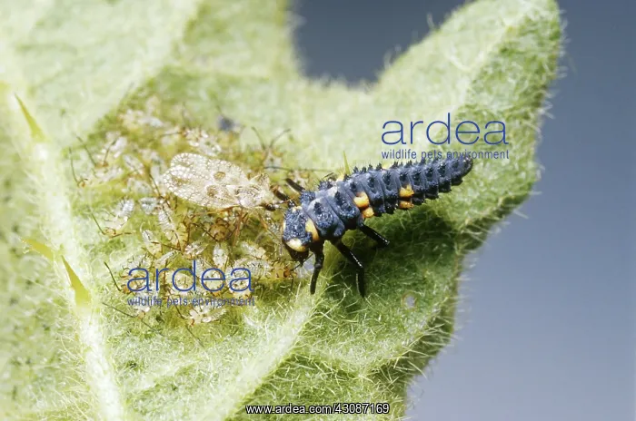 : Lace Bug Defends Young : Lace Bug Defends Young