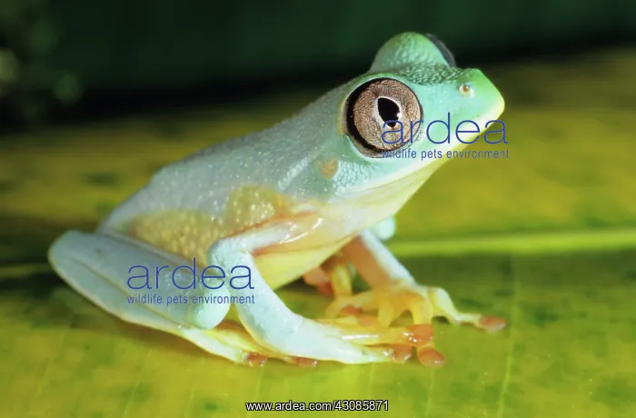 : Lace-eyed Treefrog (Nyctimystes sp.) : Lace-eyed Treefrog (Nyctimystes sp.)