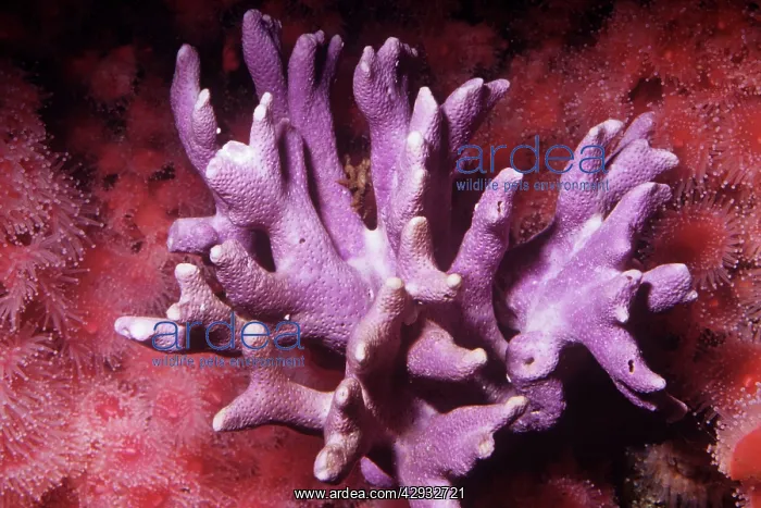 : Lace / Hydro Coral : Lace / Hydro Coral