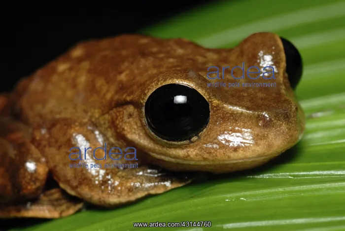: Lace-lid Frog : Lace-lid Frog