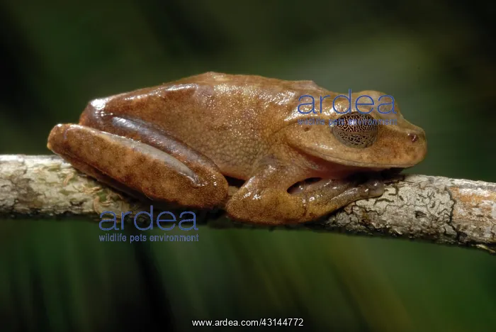 : Lace-lid Frog : Lace-lid Frog