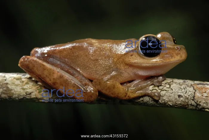: Lace-lid Frog : Lace-lid Frog