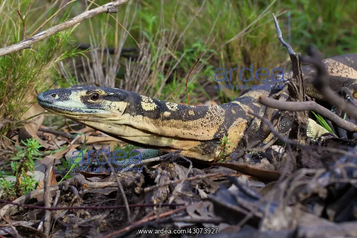 : Lace Monitor : Lace Monitor
