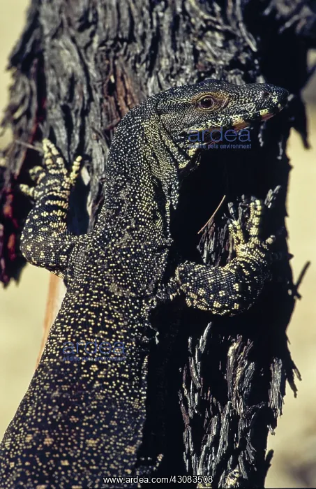 : Lace Monitor : Lace Monitor
