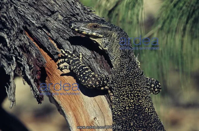  : Lace Monitor
