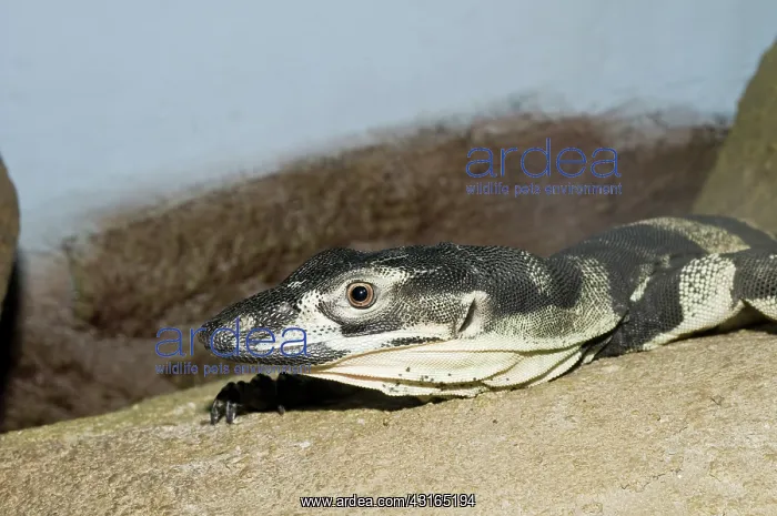 : Lace monitor : Lace monitor