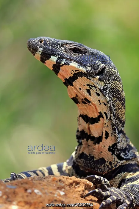 : Lace monitor a : Lace monitor a