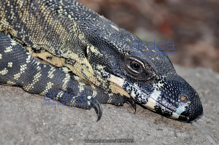  : Lace Monitor. Australia