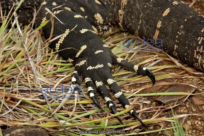 : Lace Monitor - foraging using sharp claws for digging out pr : Lace Monitor - foraging using sharp claws for digging out pr