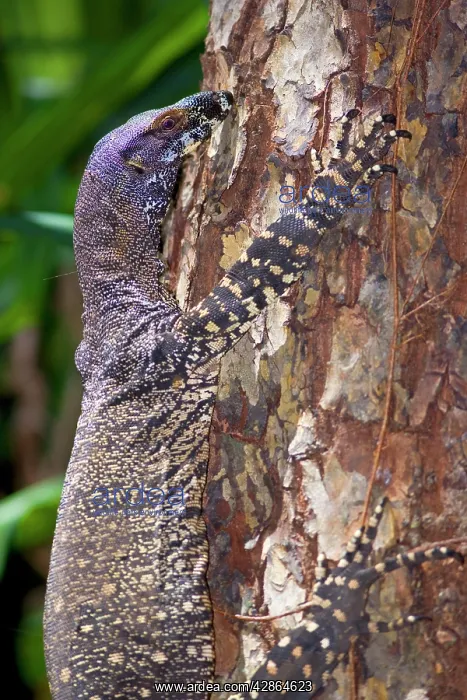 : Lace Monitor / Goanna - adult climbing up tree trunk : Lace Monitor / Goanna - adult climbing up tree trunk