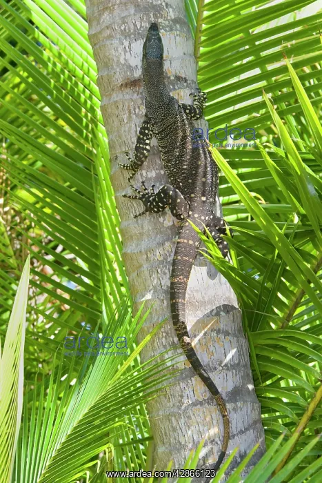 : Lace Monitor / Goanna - adult climbing up the trunk : Lace Monitor / Goanna - adult climbing up the trunk