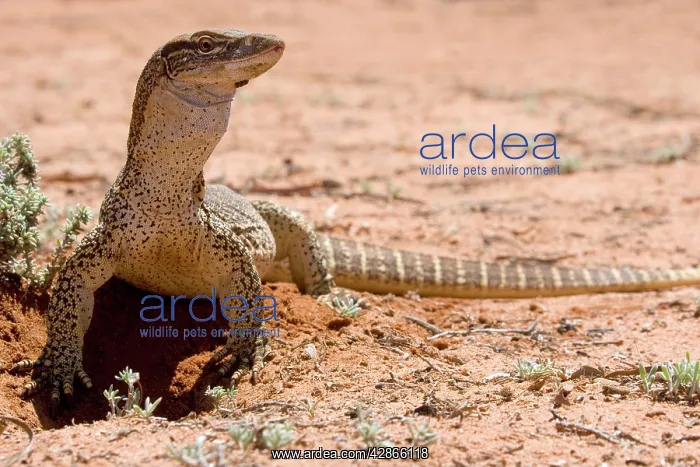 : Lace Monitor / Goanna - front view : Lace Monitor / Goanna - front view