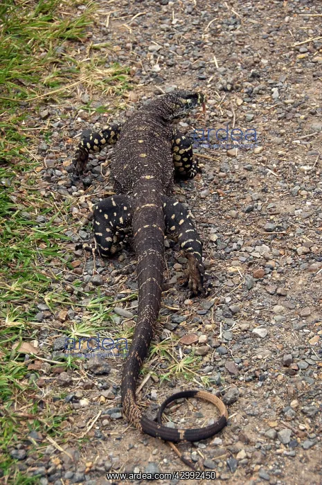  : Lace Monitor - hunting
