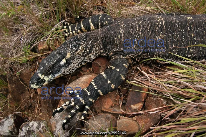 : Lace Monitor - hunting in rocky outcrop : Lace Monitor - hunting in rocky outcrop