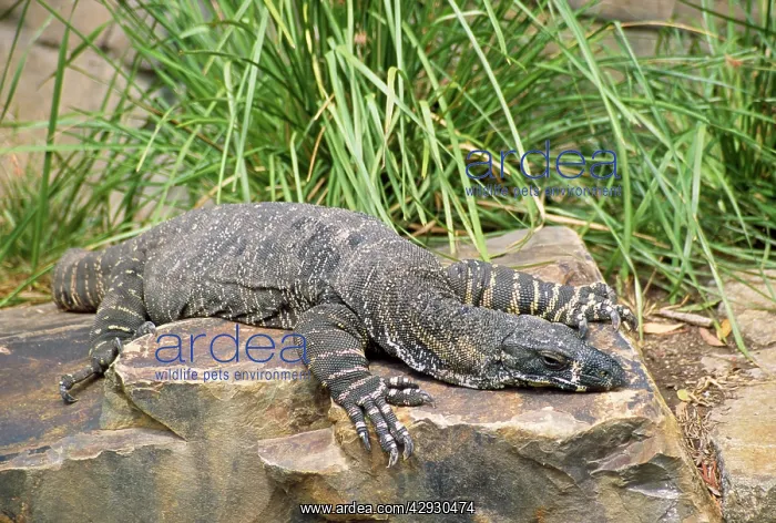 : Lace Monitor Lizard : Lace Monitor Lizard