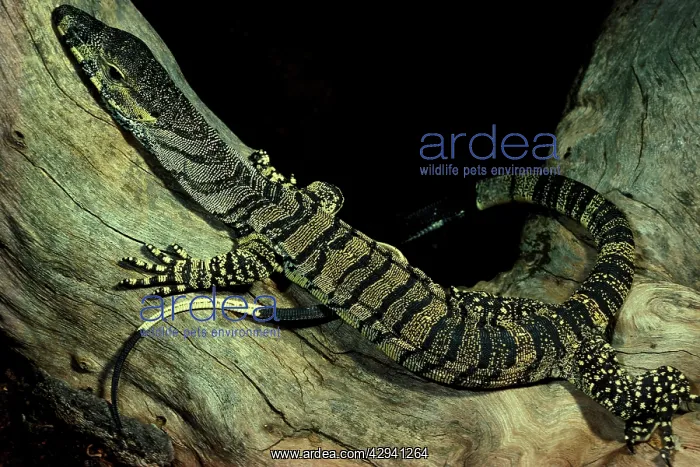 : Lace monitor lizard : Lace monitor lizard