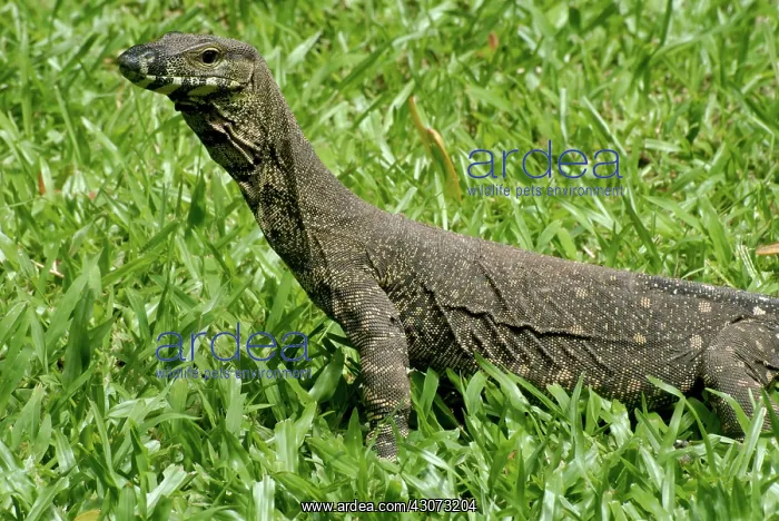 : Lace Monitor Lizard : Lace Monitor Lizard