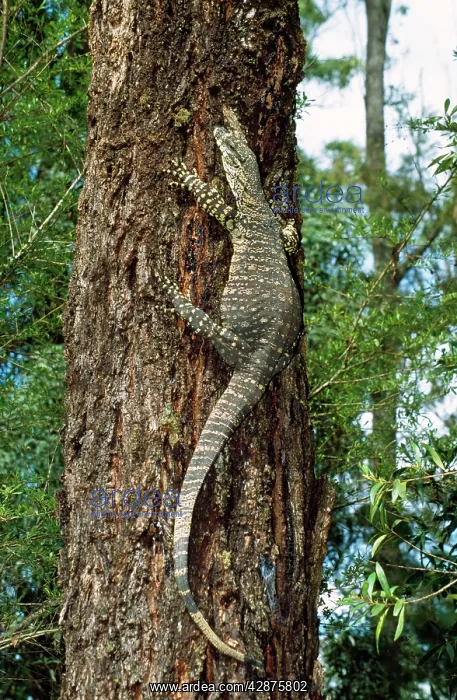 : Lace Monitor Lizard - up a tree : Lace Monitor Lizard - up a tree