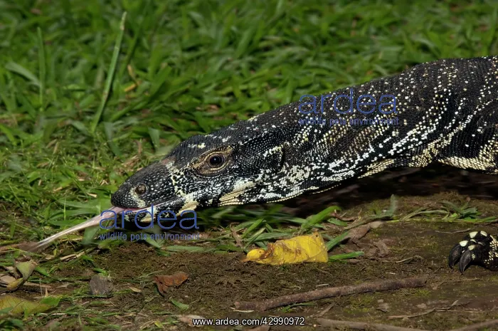 : Lace Monitor - Terania Creek in Nightcap National Park - in : Lace Monitor - Terania Creek in Nightcap National Park - in