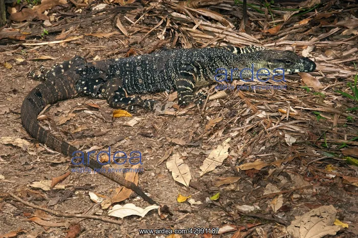 : Lace Monitor - Terania Creek in Nightcap National Park - in : Lace Monitor - Terania Creek in Nightcap National Park - in