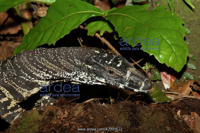 : Lace Monitor - Terania Creek in Nightcap National Park - in : Lace Monitor - Terania Creek in Nightcap National Park - in