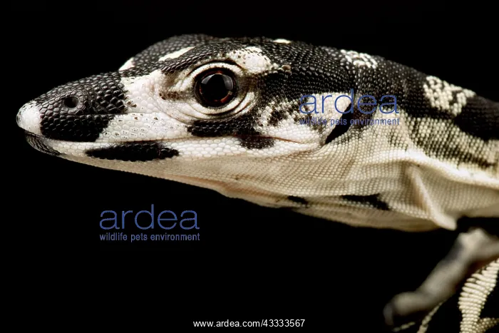 : Lace monitor (Varanus varius), on black background : Lace monitor (Varanus varius), on black background