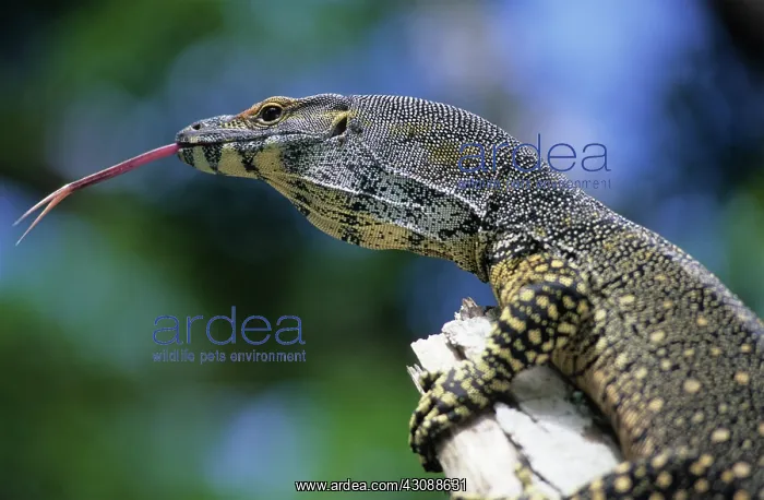 : Lace Monitor (Varanus varius), tongue out : Lace Monitor (Varanus varius), tongue out