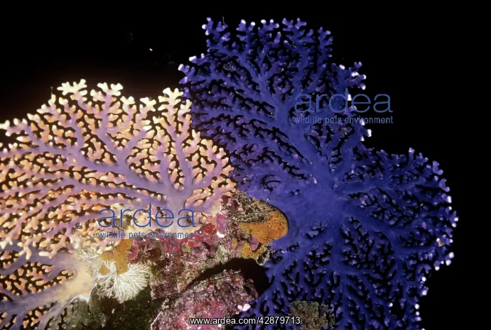: Lace / Stinging Coral : Lace / Stinging Coral