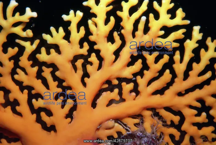 : Lace / Stinging Hydroid Coral - dangerous : Lace / Stinging Hydroid Coral - dangerous