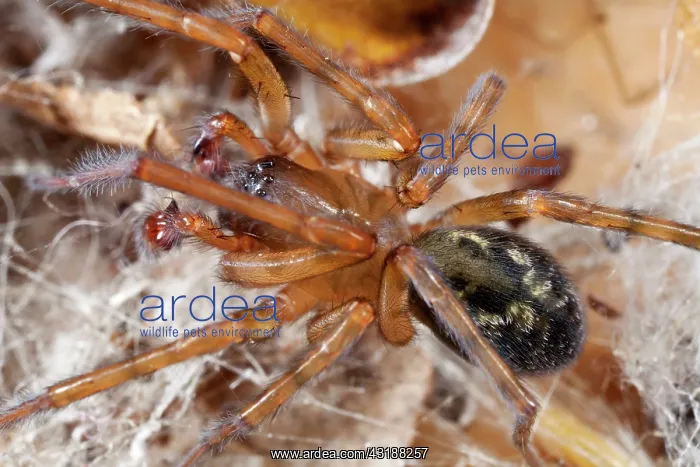: Lace-webbed Spider : Lace-webbed Spider