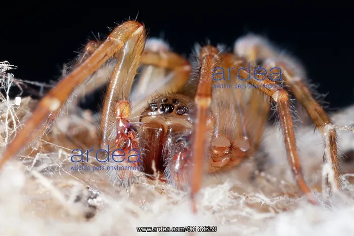 : Lace-webbed Spider : Lace-webbed Spider