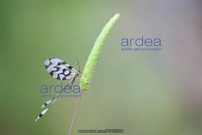 : Lace-wing Butterfly : Lace-wing Butterfly