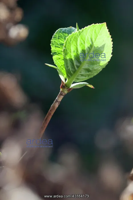 : Lacecap hydrangea, Hydrangea macrophylla, Side view : Lacecap hydrangea, Hydrangea macrophylla, Side view
