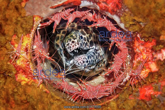 : Laced moray ( Gymnothorax favagineus) surrounded : Laced moray ( Gymnothorax favagineus) surrounded