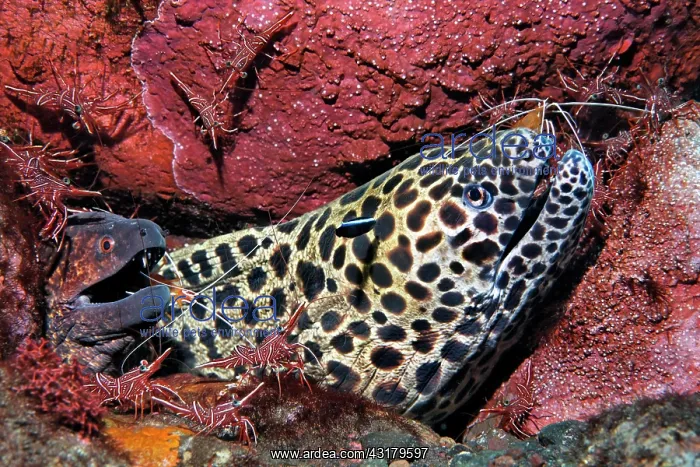 : Laced moray ( Gymnothorax favagineus) and yellow-spotted : Laced moray ( Gymnothorax favagineus) and yellow-spotted