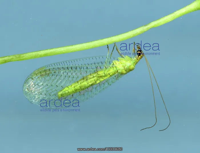 : Lacewing (Chrysopa sp) adult: Both larvae and adult lacewings are fierce : Lacewing (Chrysopa sp) adult: Both larvae and adult lacewings are fierce