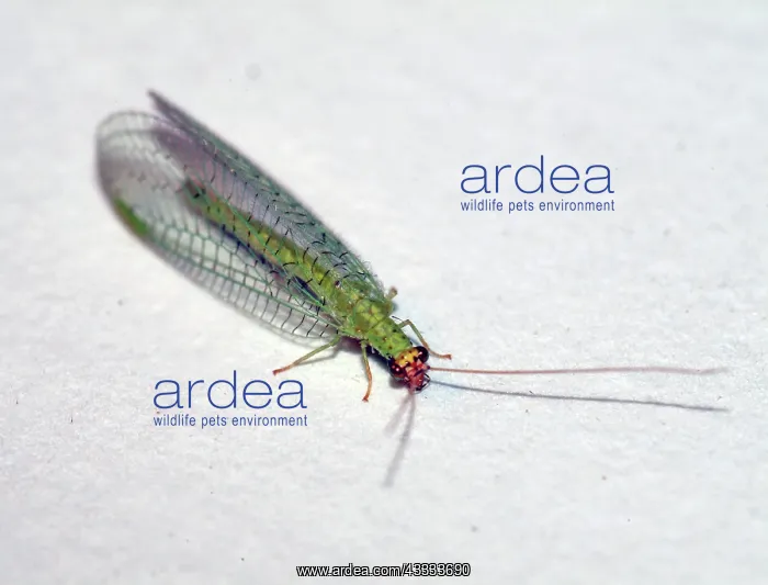  : Lacewing (Chrysopa sp) larva: Lacewings are fierce little predators that