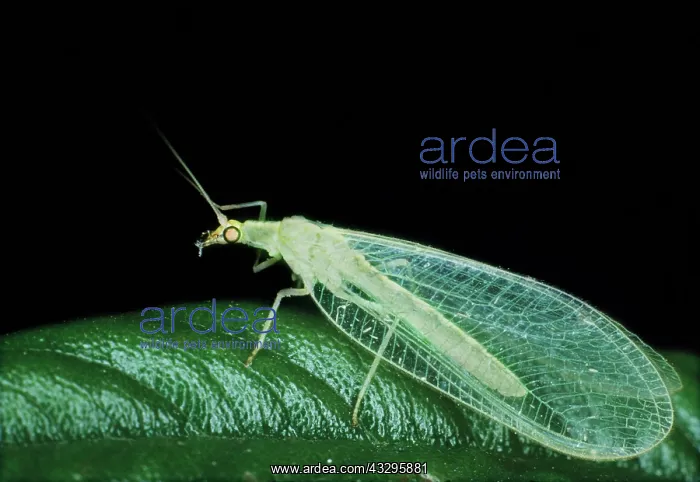 : LACEWING - an aphid predator : LACEWING - an aphid predator