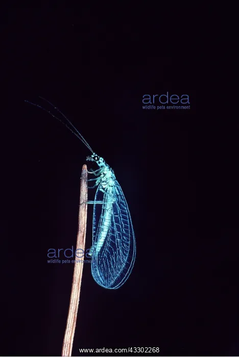 : LACEWING - Aphid predator : LACEWING - Aphid predator